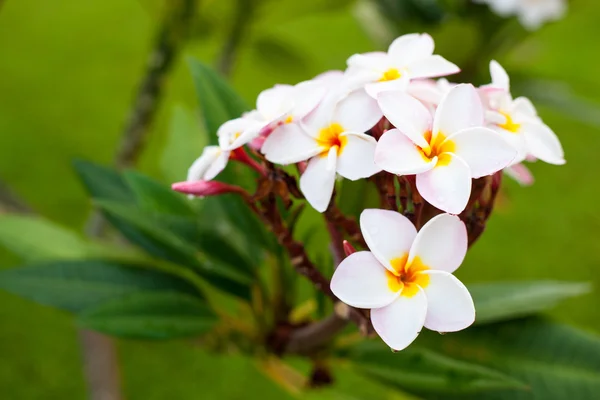 Weiße Blüten. — Stockfoto