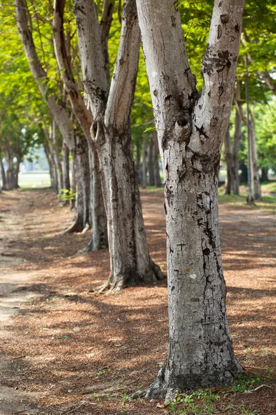 El árbol . — Foto de Stock