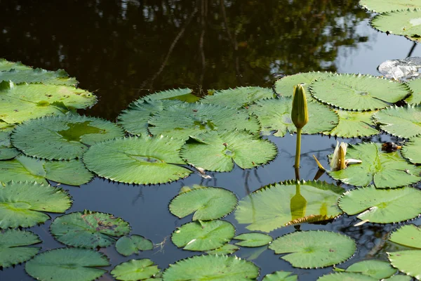 Stock image Lotus and lotus ponds.