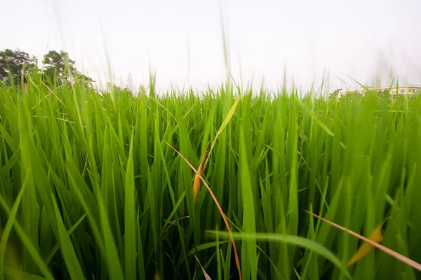 쌀의 모 종. — 스톡 사진