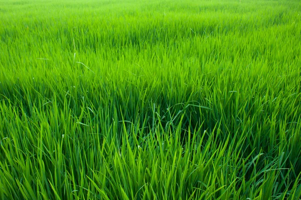 稲の苗. — ストック写真