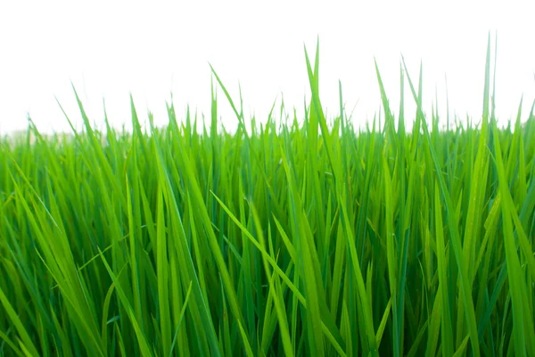 stock image Seedlings of rice.