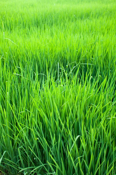 Seedlings of rice. — Stock Photo, Image