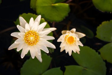 Lotus ve lotus gölet.