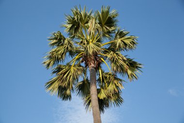 Şeker palm