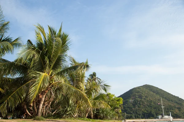 Coconut trees and mountains. — Stock Photo, Image