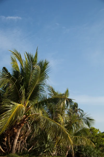 Kokosnöt träd och berg. — Stockfoto