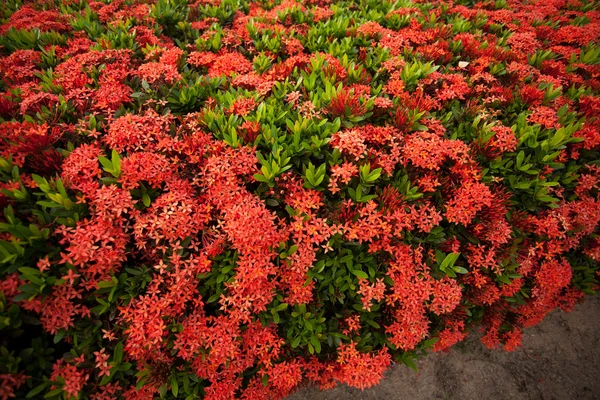 Röda blommor. — Stockfoto