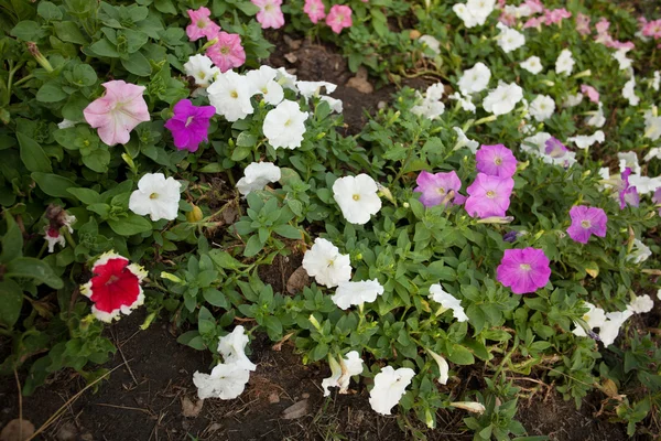 Kleurrijke bloemen. — Stockfoto