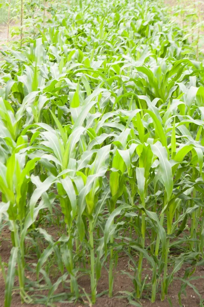 stock image Corn.