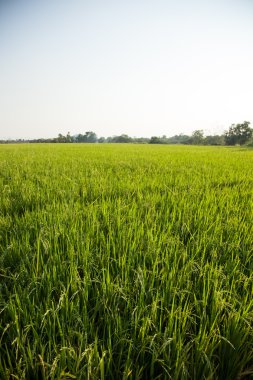 Rice and rice fields. clipart