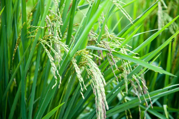 Riz et rizières . — Photo