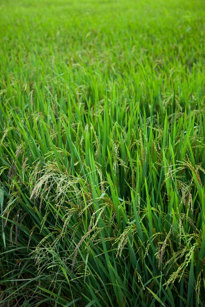 水稻和水稻字段. — 图库照片
