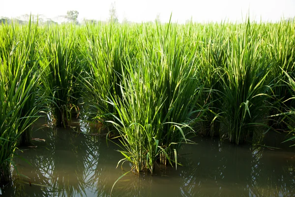 Rizs és rizs mezők. — Stock Fotó