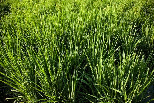 Рисовые поля . — стоковое фото
