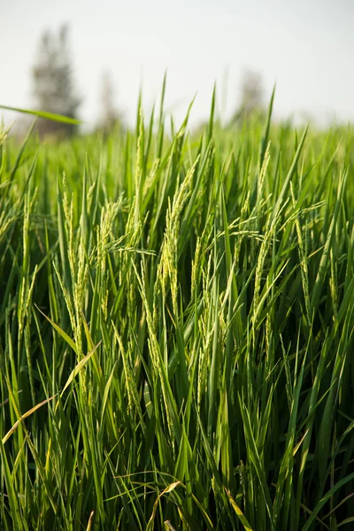 Ris och risfält. — Stockfoto