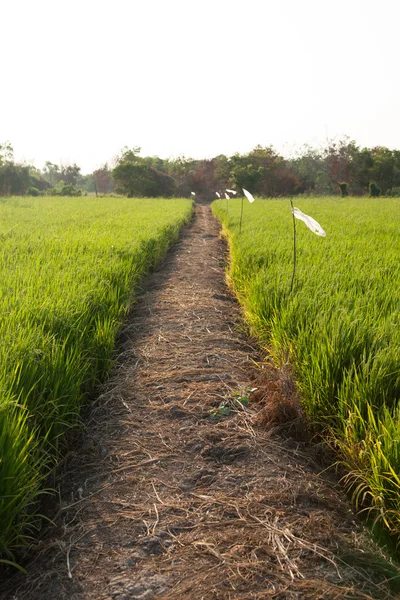 Ris och risfält. — Stockfoto