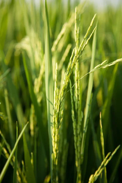 stock image Rice and rice fields.