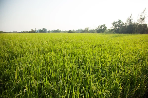 Рисові та рисові поля . — стокове фото
