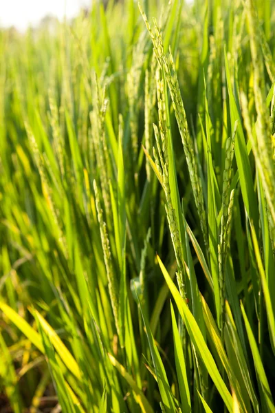 Campos de arroz e arroz . — Fotografia de Stock