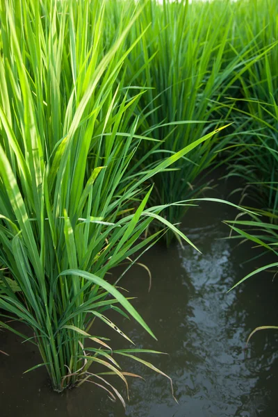 Campos de arroz e arroz . — Fotografia de Stock