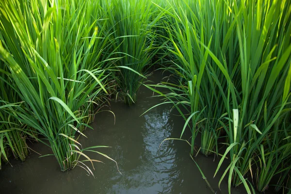 Rizs és rizs mezők. — Stock Fotó
