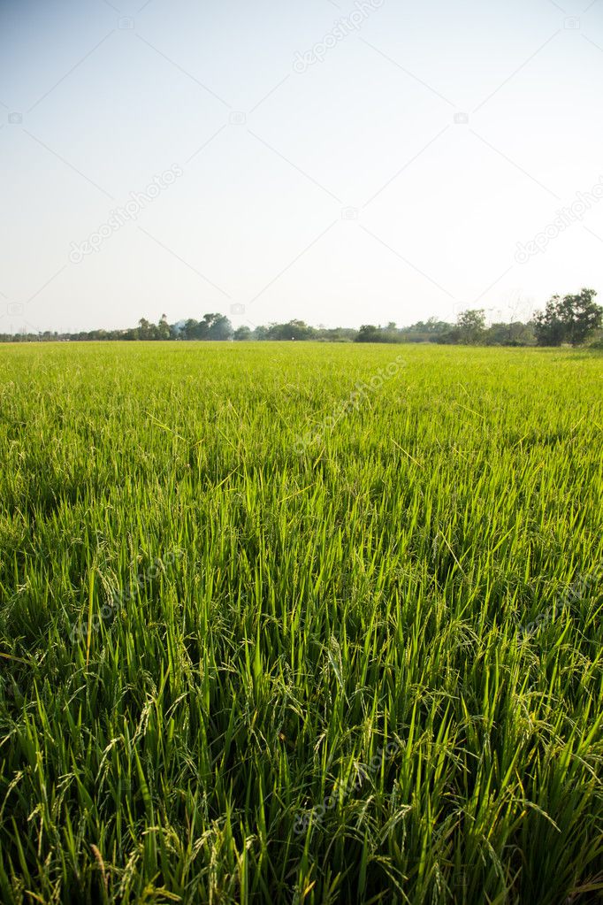 Rice and rice fields.