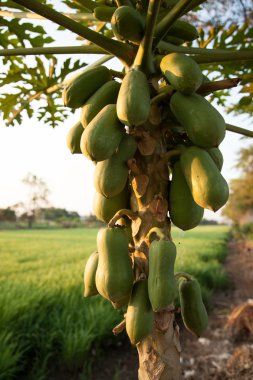 Papaya ağaçlar.