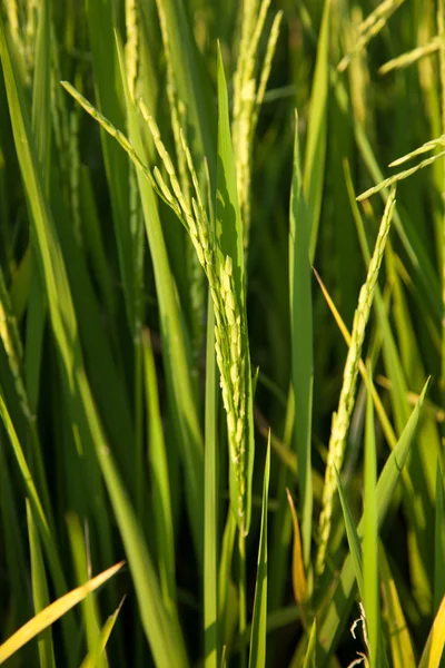 Dans les rizières . — Photo