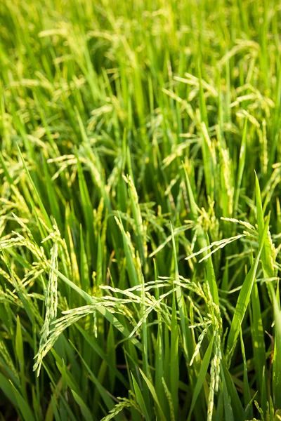 A rizs mezők. — Stock Fotó