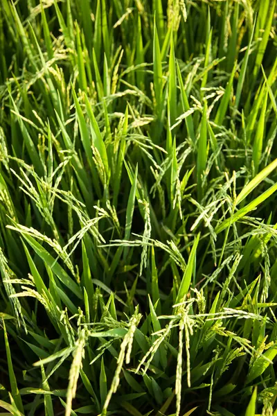 En los arrozales . —  Fotos de Stock