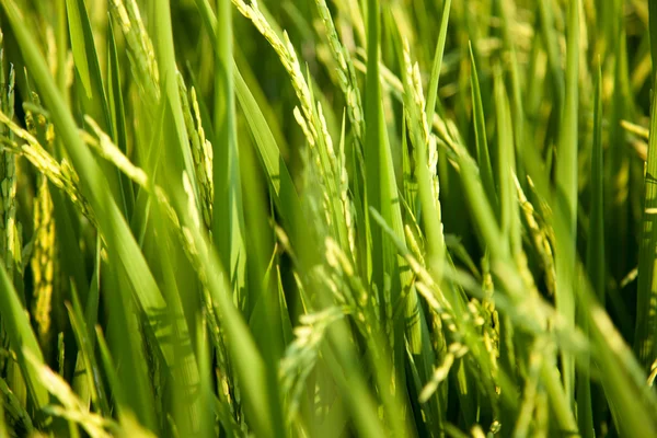 Nos campos de arroz . — Fotografia de Stock