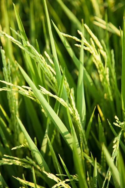 stock image In the rice fields.