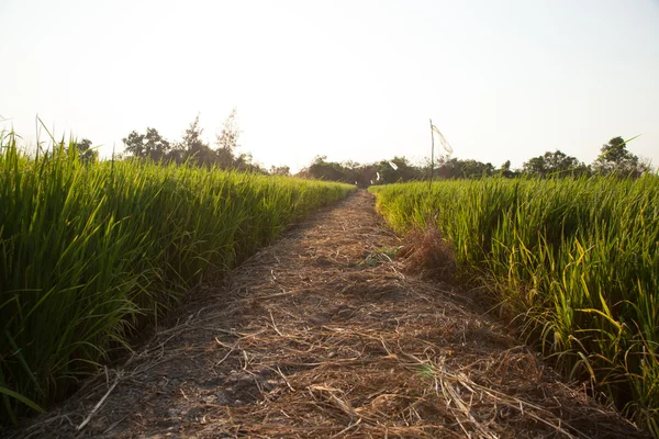 Dans les rizières . — Photo