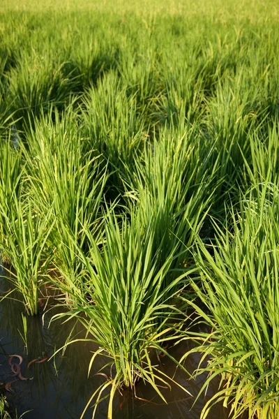 A rizs mezők. — Stock Fotó