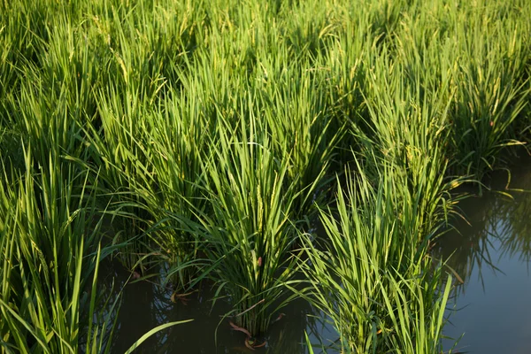 In de rijstvelden. — Stockfoto