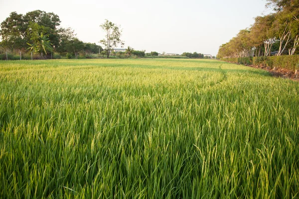 stock image In the rice fields.