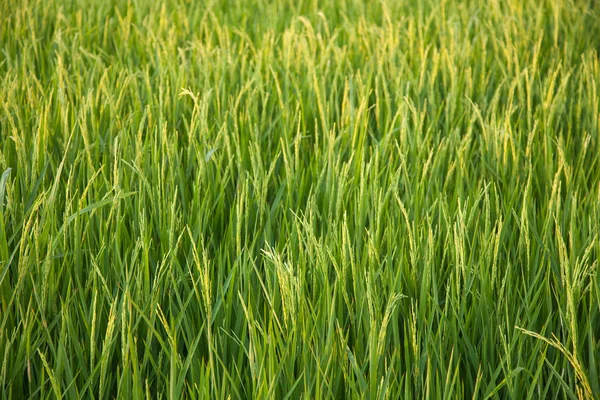 W pola ryżu. — Zdjęcie stockowe