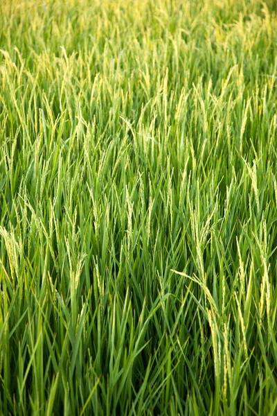 stock image In the rice fields.