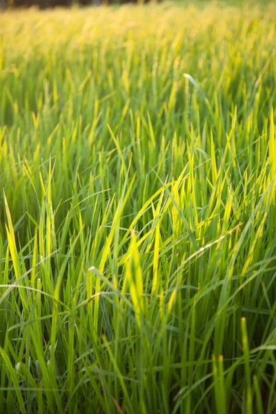 Nos campos de arroz . — Fotografia de Stock