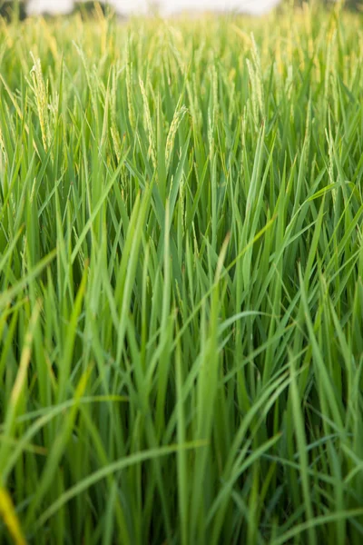 In den Reisfeldern. — Stockfoto
