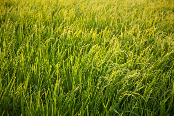 W pola ryżu. — Zdjęcie stockowe