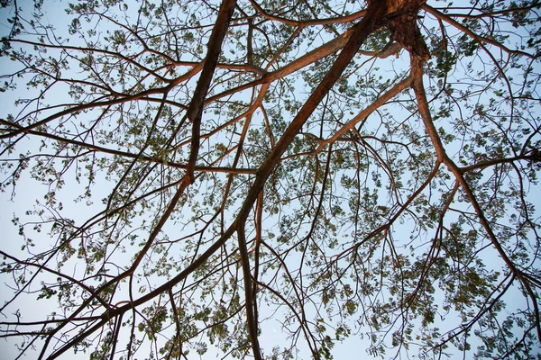 Větve stromu. — Stock fotografie