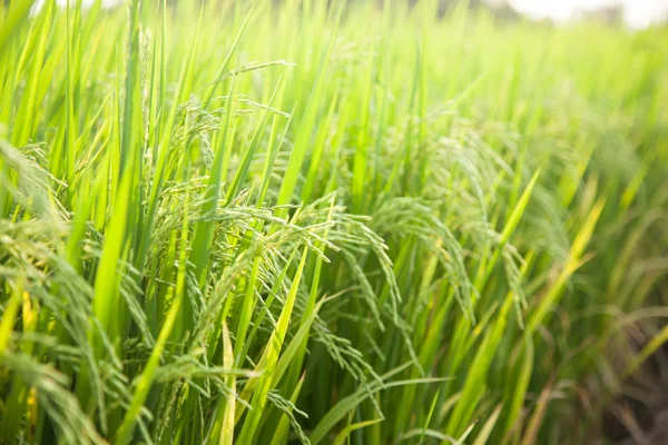 In den Reisfeldern. — Stockfoto