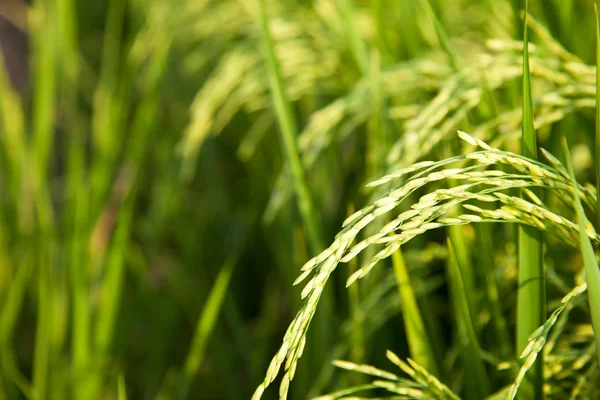 stock image In the rice fields.