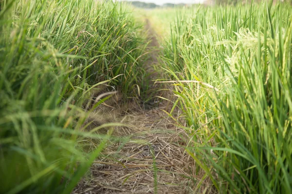 На рисовых полях . — стоковое фото