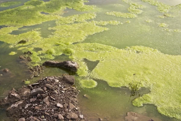 Contexte des algues — Photo