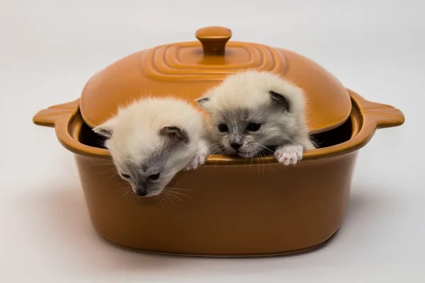 Bir çömlek içinde Kittens Stok Fotoğraf