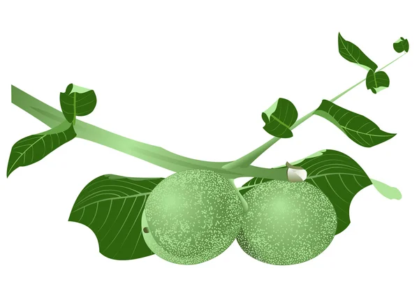 Green walnuts — Stock Vector