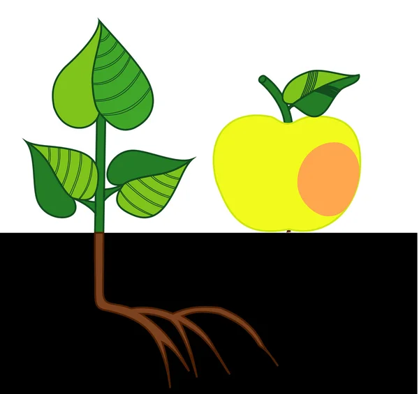 Apfel und Bienenstock — Stockvektor